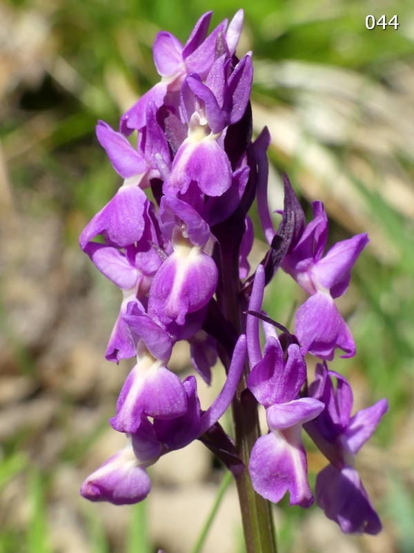 Dactylorhiza romana in una splendida variabilit - provincia di Caserta marzo 2019